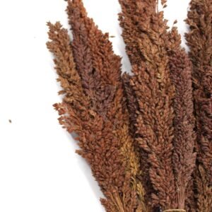 Manojo de Hierba Cantal Chocolate - 50cm Sorgo Natural - Imagen 4