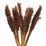 Manojo de Hierba Cantal Chocolate - 50cm Sorgo Natural
