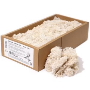 Musgo de Reno Preservado Tono Natural Beige (Caja de 635g)