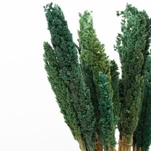 Manojo de Hierba Cantal 50cm - Espigas Verde Azulado - Imagen 5